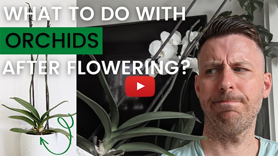 What to do after orchid blooms are over Video thumbnail