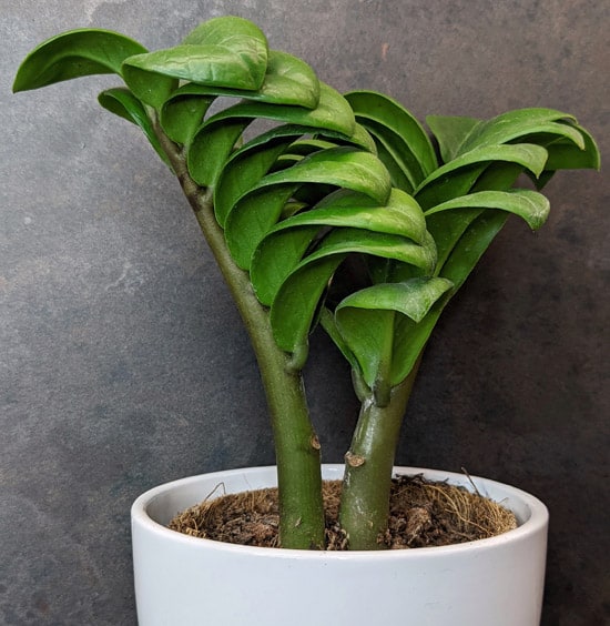 The 'Zenzi' Zamioculcas Zamiifolia in a white decorative pot 