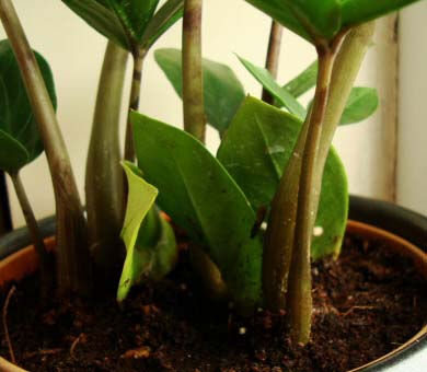 Close up of three propagated Zamioculcas Zamiifolia leaves