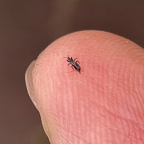 Black Adult Thrip on a finger for size scale