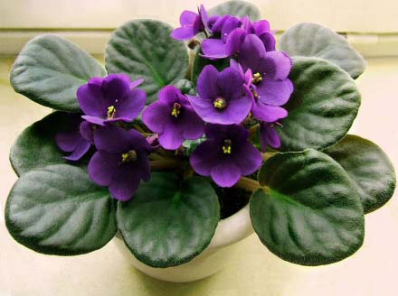 African Violet plant with purple flowers