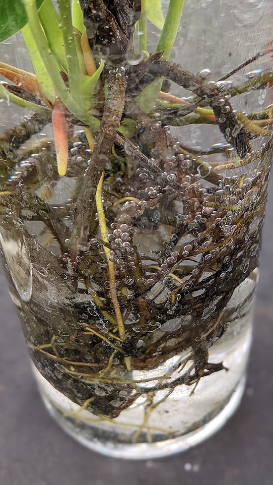 Air bubbles attached to a plants roots
