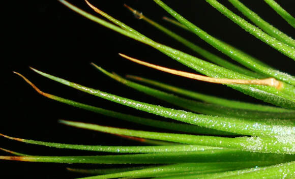 Esta Planta do Ar tem pontas de folhas castanhas devido a cuidados incorrectos