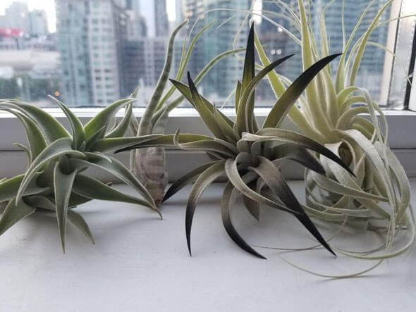 Complete Guide To Air Plants Tillandsia Our House Plants
