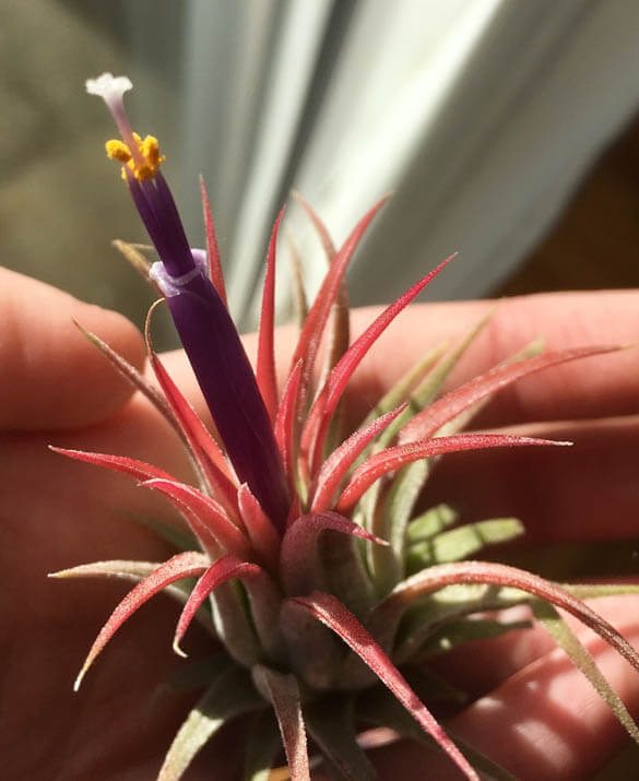 Foto de Cactanna mostrando una Planta de Aire floreciendo