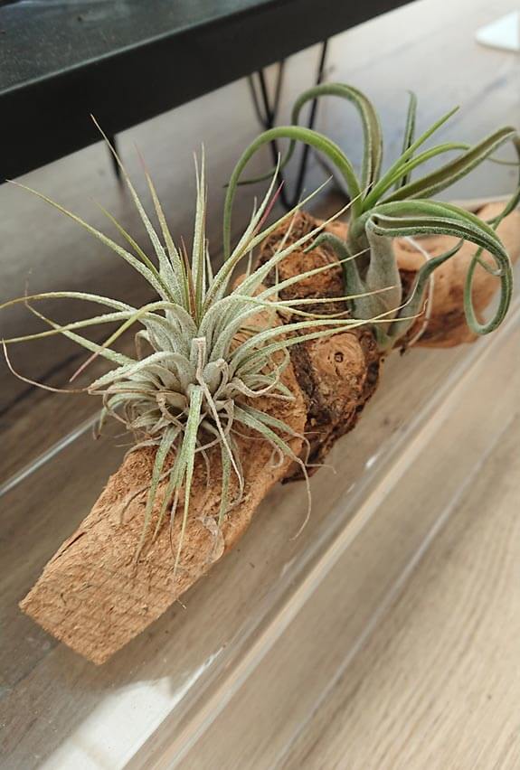 How to Make Tillandsia Air Plants Terrariums – Air Plant Design Studio