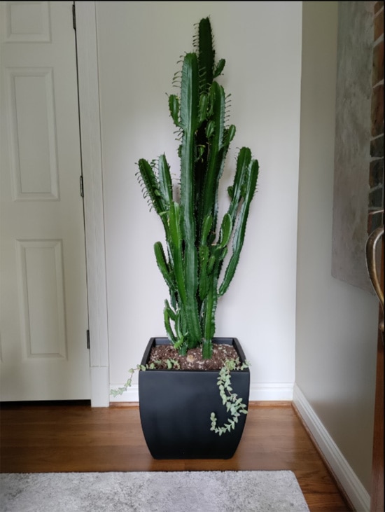 A tall African Milk tree growing in a hallway
