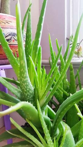 Is this Aloe Vera plant actually edible