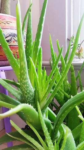 Aloe Barbadensis Aloe Vera Guide Our House Plants