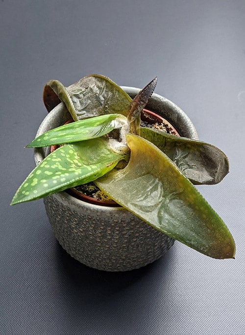 Aloe with mushy leaves and a rotten core