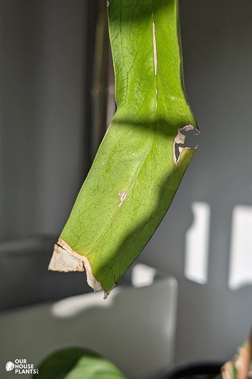 A Strap Leaf Anthurium with brown tips and historical damage to the side of the leaf which is also browning A Strap Leaf Anthurium with brown tips and historical damage to the side of the leaf which is also browning