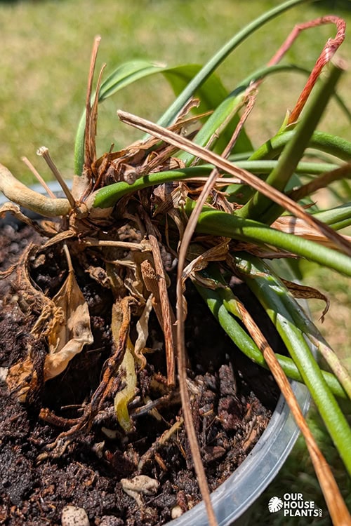 A messy heart of a Strap Leaf Anthurium made up of old dried stems and flowering stalks A messy heart of a Strap Leaf Anthurium made up of old dried stems and flowering stalks