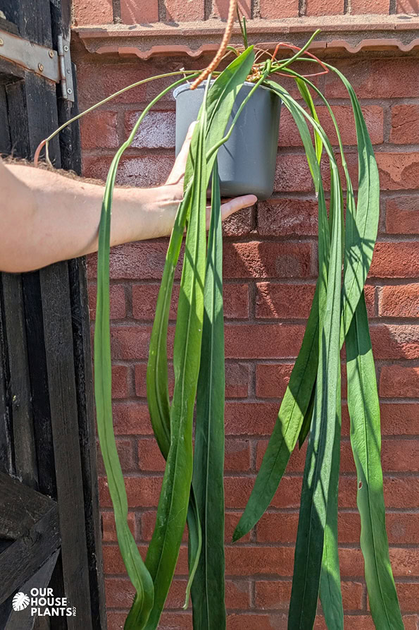 An anthurium vittariifolium with 10 long leaves hanging down from a grey pot An anthurium vittariifolium with 10 long leaves hanging down from a grey pot