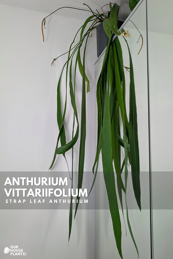 A mature Anthurium vittariifolium placed on top of a wardrobe with its long leaves hanging down the front A mature Anthurium vittariifolium placed on top of a wardrobe with its long leaves hanging down the front