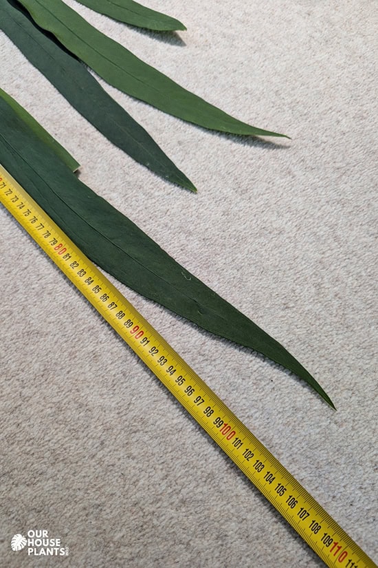 Leaves of Anthurium vittariifolium laid out beside a tape measure, with the longest leaf measuring 105 cm or 41 inches Leaves of Anthurium vittariifolium laid out beside a tape measure, with the longest leaf measuring 105 cm or 41 inches