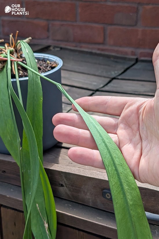 Close up, showing the start of the Anthurium vittariifolium leaf which gradually gets wider making it look like a Tie Close up, showing the start of the Anthurium vittariifolium leaf which gradually gets wider making it look like a Tie