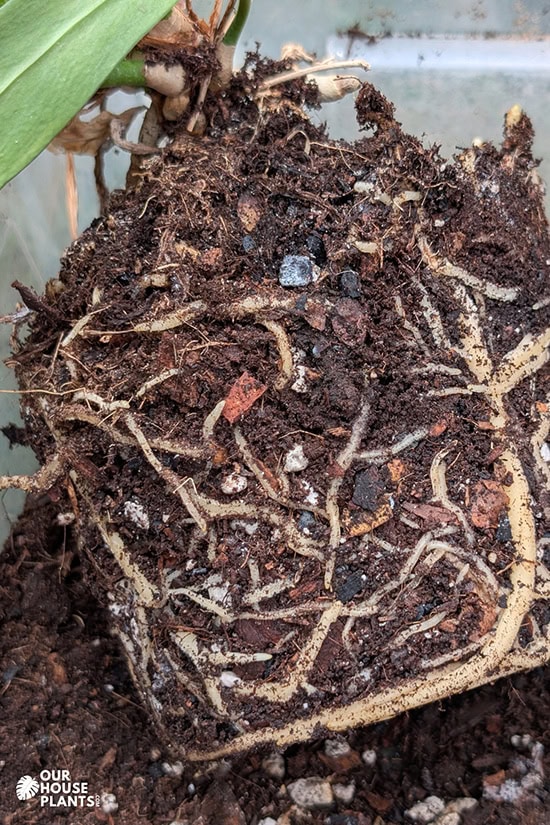 A Strap Leaf Anthurium unpotted, showing its white roots growing through an aroid potting mix. A Strap Leaf Anthurium unpotted, showing its white roots growing through an aroid potting mix.