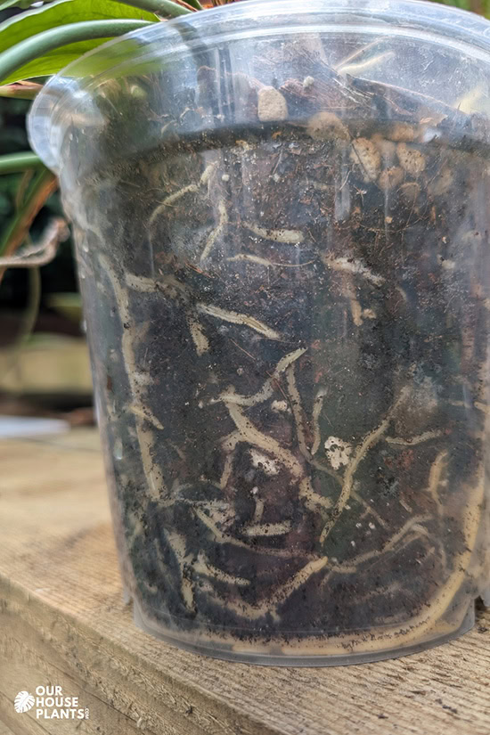 A Strap Leaf growing in a clear orchid pot with the roots clearly visible A Strap Leaf growing in a clear orchid pot with the roots clearly visible