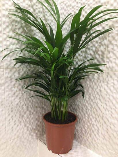 The Areca Palm is one of the most effective air cleaning houseplants