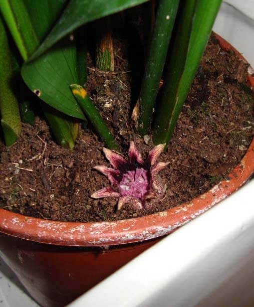 A purple Aspidistra Flower emerging from the soil