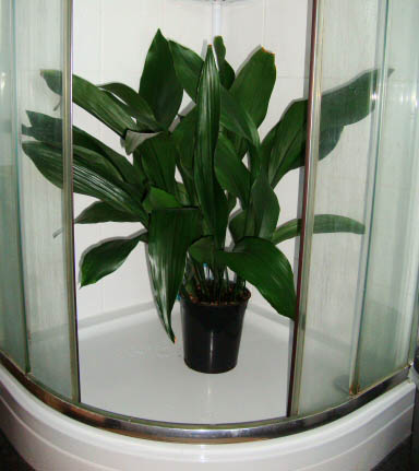 How To Clean Your Houseplants Our House Plants