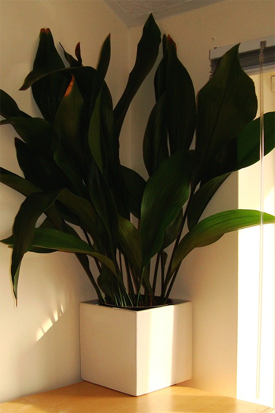 A large Aspidistra plant in a white pot