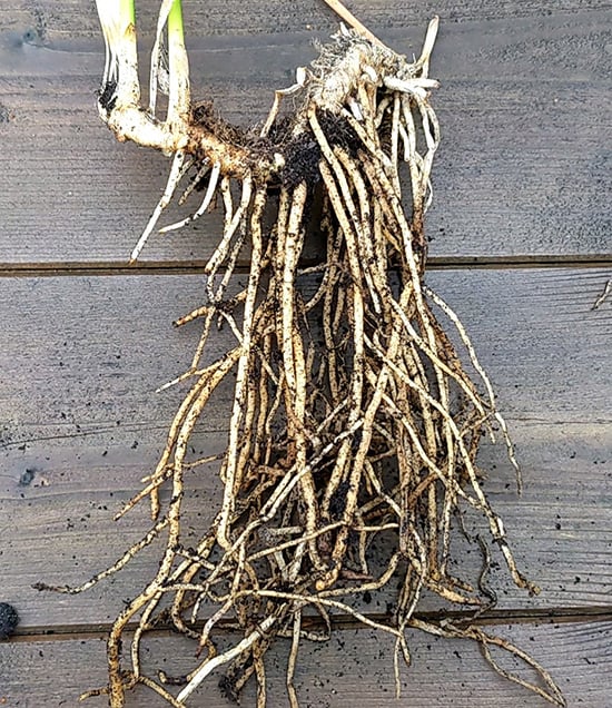 The stringy roots of an aspidistra cutting