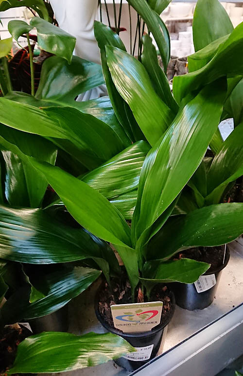 Several small Aspidistra houseplants for sale in a garden nursery