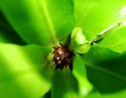 New fronds emerging from the centre of this Birds Nest Fern