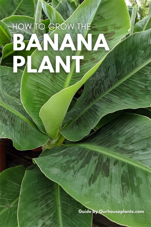 Banana (musa) houseplant with large green leaves