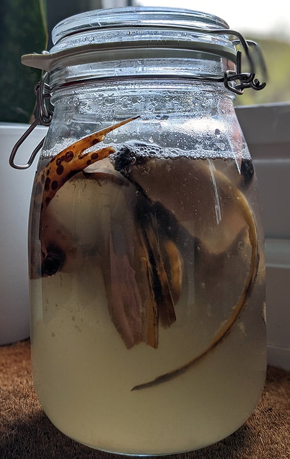 Week old jar of banana water with bubbles and brown water