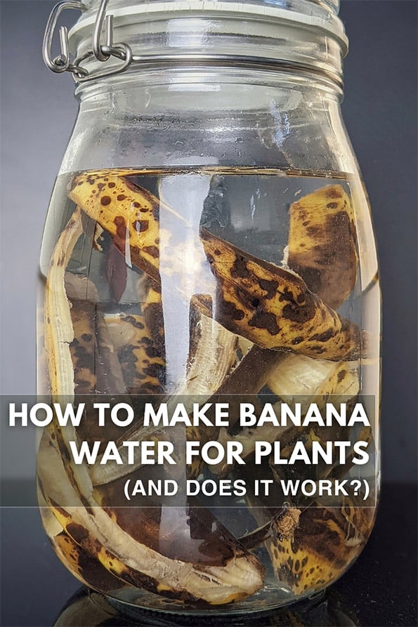 A mason jar with banana peel fertilizer inside