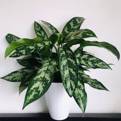 Aglaonema 'Maria'