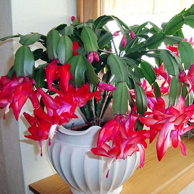 Crab Cactus with red flowers