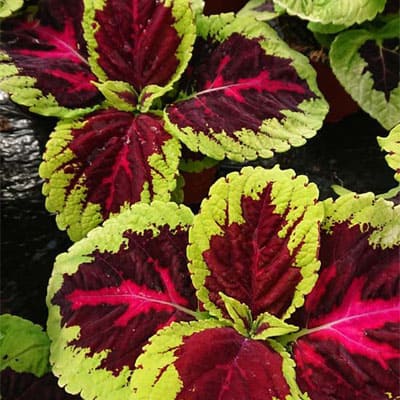 Coleus blumei