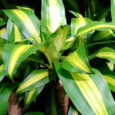 Dracaena Fragrans