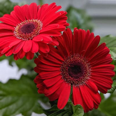 Gerbera