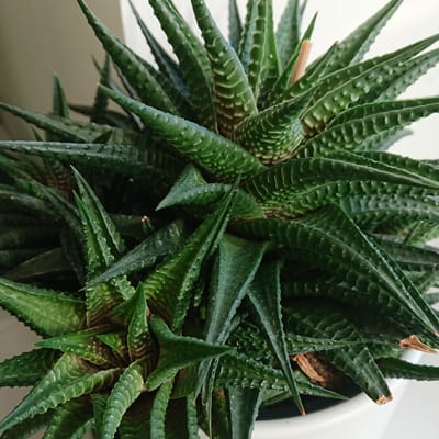 Haworthia cluster of plants