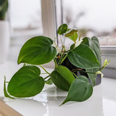 Philodendron