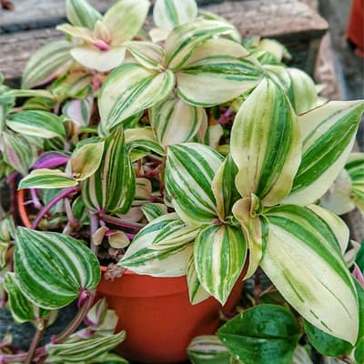 Tradescantia plant with green and cream leaves