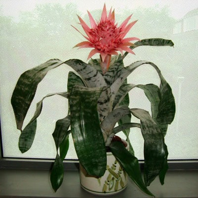 Aechmea Fasciata