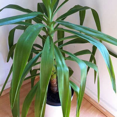 Yucca on a wooden floor