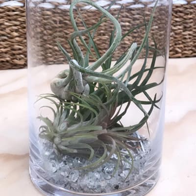Air plants in a vase