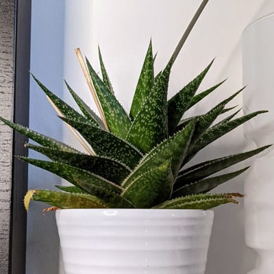 Aloe Vera