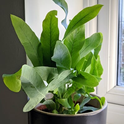 Phlebodium aureum