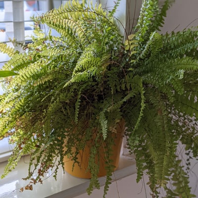 Boston Fern in a yellow pot