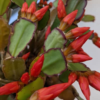 Easter Cactus