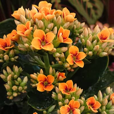 Kalanchoe