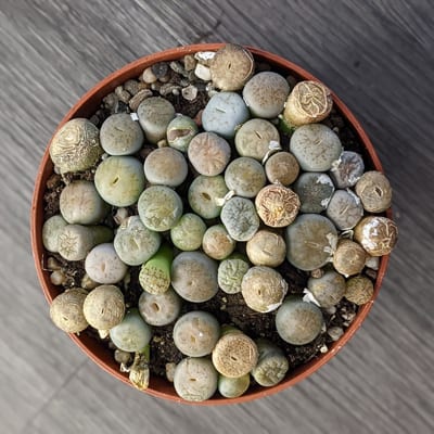 Lithops - Living Stones