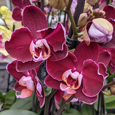 Phalaenopsis with purple flowers